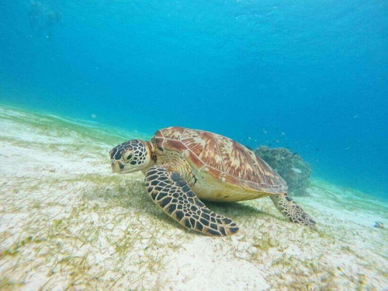 Bohol: Turtle Sanctuary Snorkeling Boat Tour with Lunch - What Sets This Tour Apart