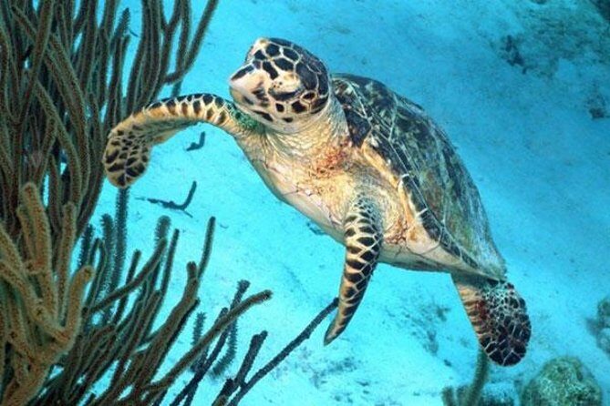 Catamaran Snorkel & BBQ Sail (cruise friendly) - The Experience from Guest Reviews