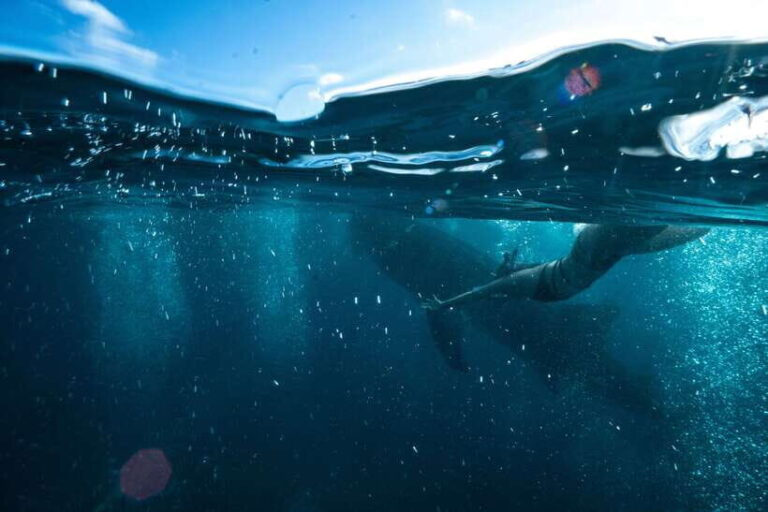 Cebu City: Whale Shark Swimming & Kawasan Falls Canyoneering - The Detailed Itinerary