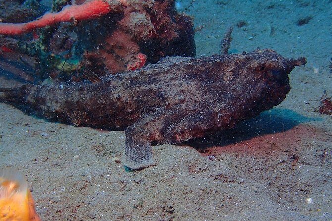 Champagne Reef, Bubble Beach and Scotts Head Snorkeling tour by boat in Dominica - Practical Insights: What Makes This Tour Stand Out
