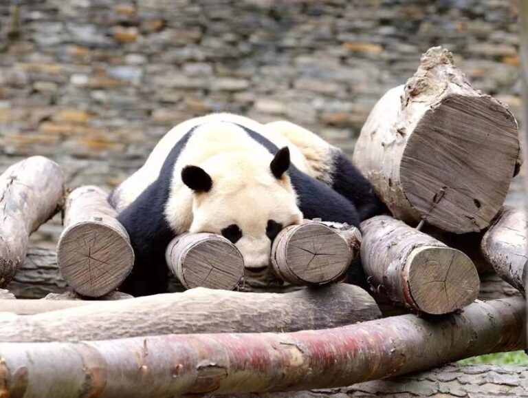 Chengdu: Giant Panda Breeding Research Base Ticket - Who Will Love This Tour?