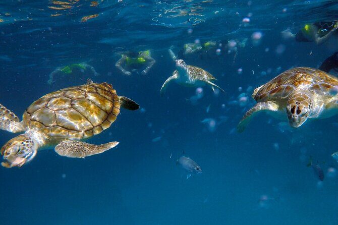 Ches snorkel cruise! turtles & shipwrecks (semi private) - Who Will Love This Tour?