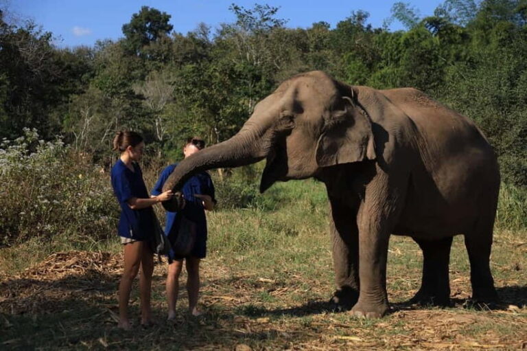 Chiang Mai: Doi Inthanon Hiking Tour & Elephant Care Program - Who Will Love This Tour?