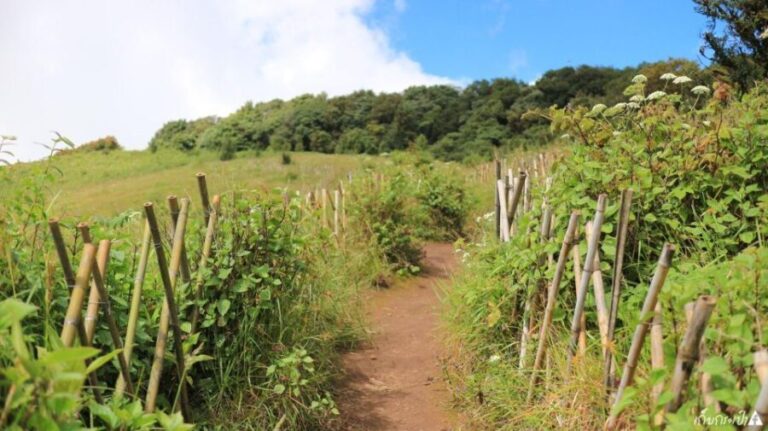 Chiang Mai: Doi Inthanon Park Day Trip with Kiw Mae Pan Hike - Practical Aspects and Value