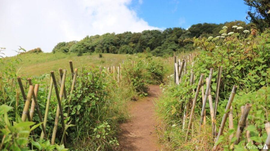 Chiang Mai: Doi Inthanon Park Day Trip with Kiw Mae Pan Hike - Practical Aspects and Value