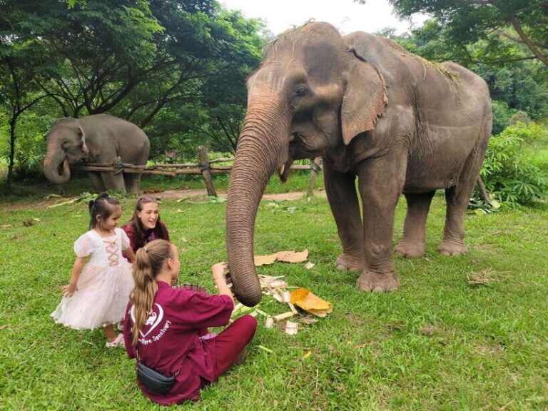Chiang Mai: Elephants, Sticky Waterfalls, Market and Temple - Practical Details and What to Expect