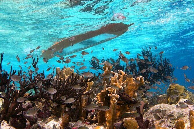 Clearbottom Mangrove Kayak & Snorkel tour - What Travelers Say