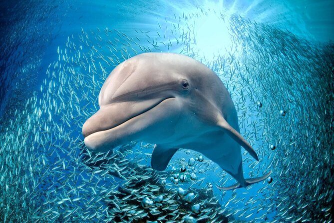 Coral World Ocean Park General Admission Ticket - The Itinerary: What’s Included and How It Unfolds