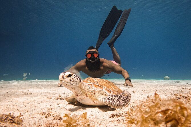 Curaçao Seabob in Playa Piskado Adventure with Sea Turtles - Who Will Love This Tour?