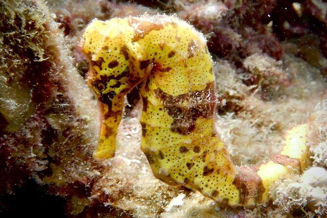 Diving for Certified Divers, 2 Tanks Sosúa Bay - What Makes This Tour Stand Out
