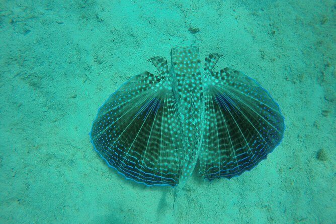 Elegance Catamaran turtles swim and lunch cruise - What Extras Make This Tour Stand Out?