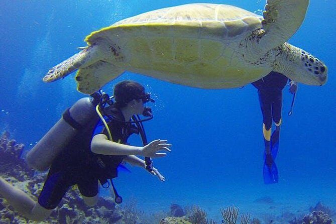 Experience Scuba Diving / NO certification Needed - The Value of the Tour