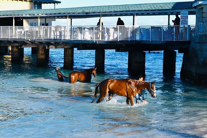 Experience the Swimming Horses at Carlisle Bay & the Garrison - What Travelers Are Saying