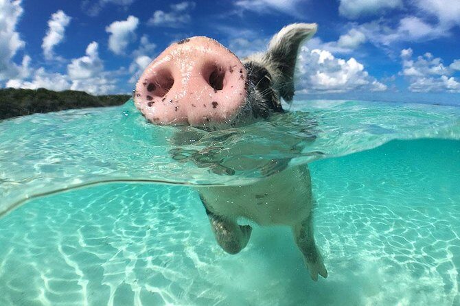 Exuma Day Away - Original Swimming Pigs Excursion - Practical Tips for Future Travelers