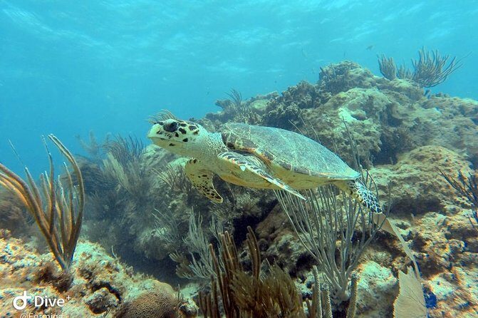 Fajardo Afternoon Snorkeling Adventure Tour - Detailed Itinerary Breakdown