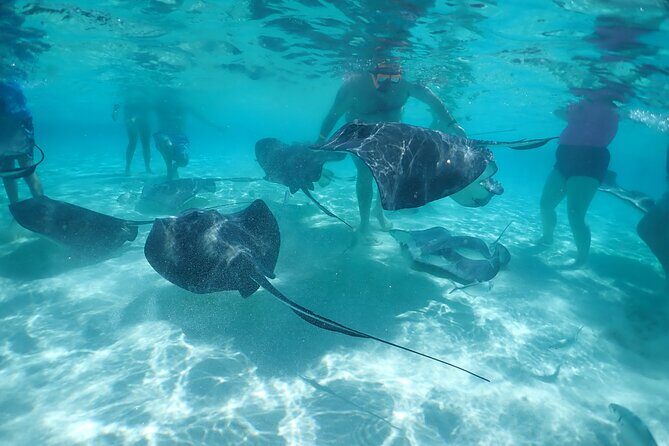 (Family owned) Stingray city sandbar, Starfish Beach & Snorkeling - Practical Details and Considerations