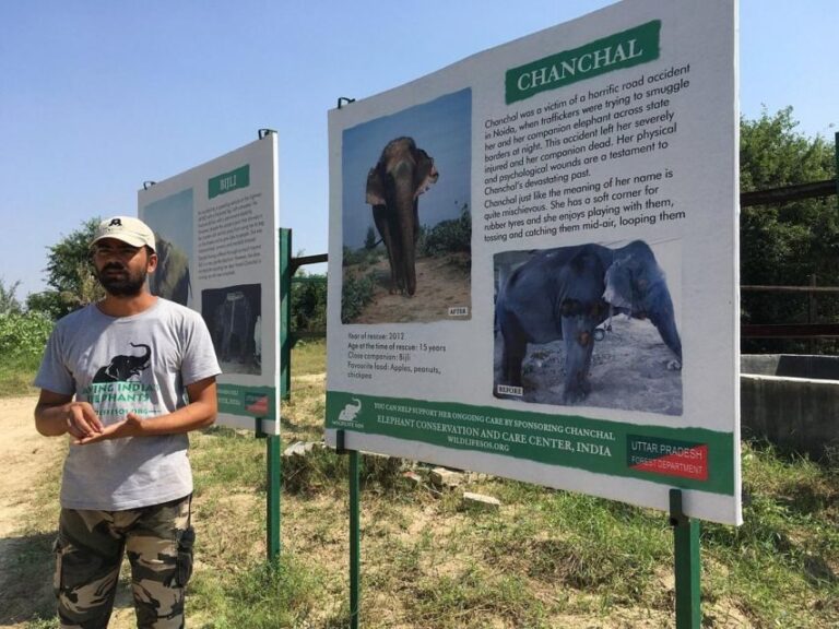 From Agra: Visit to Wildlife SOS Elephant Conservation Trip - What to Expect from the Trip
