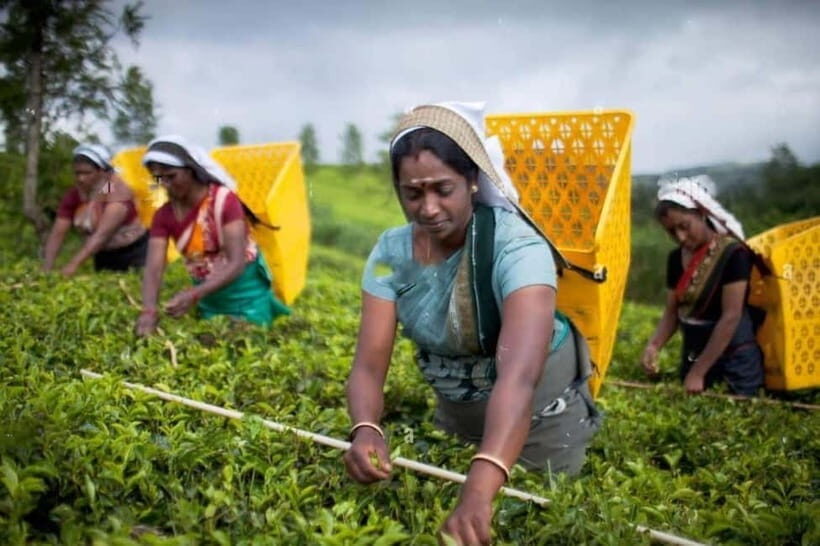 From Colombo: Kandy, Pinnawala and Tea Factory Full-Day Trip - Practical Tips for Travelers