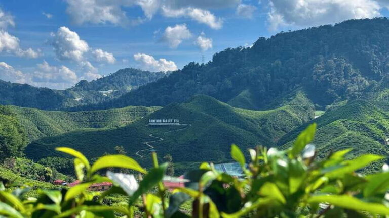 From Kuala Lumpur: Cameron Highlands Day Tour w/Lunch&Pickup - Authentic Experiences and Practical Tips