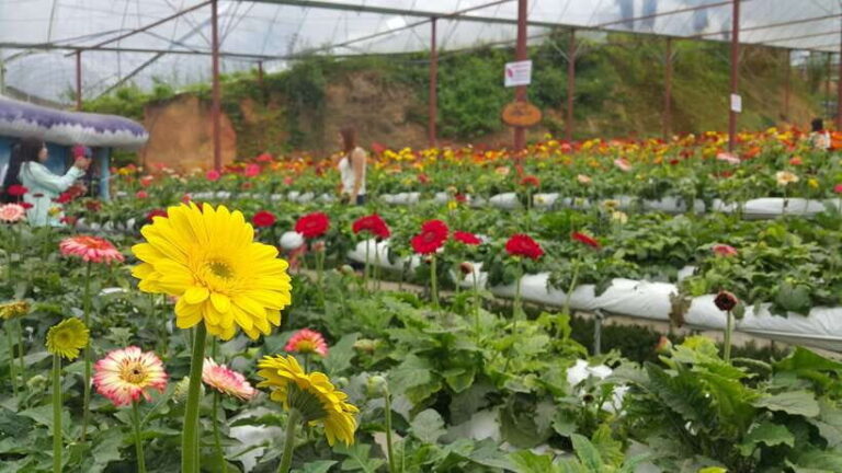 From Kuala Lumpur: Cameron Highlands Full-Day Tour - Discovering Cameron Highlands: What You Can Expect