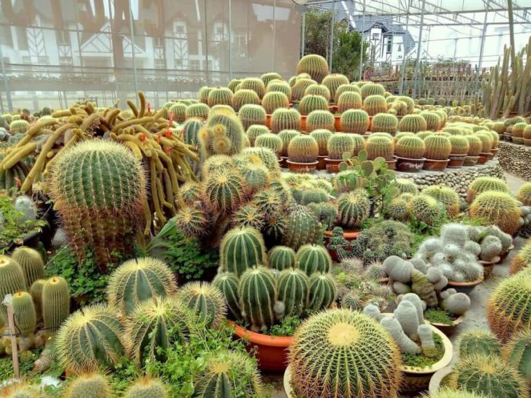 From Kuala Lumpur: Cameron Highlands Private or Join In Tour - What to Expect from the Cameron Highlands Tour