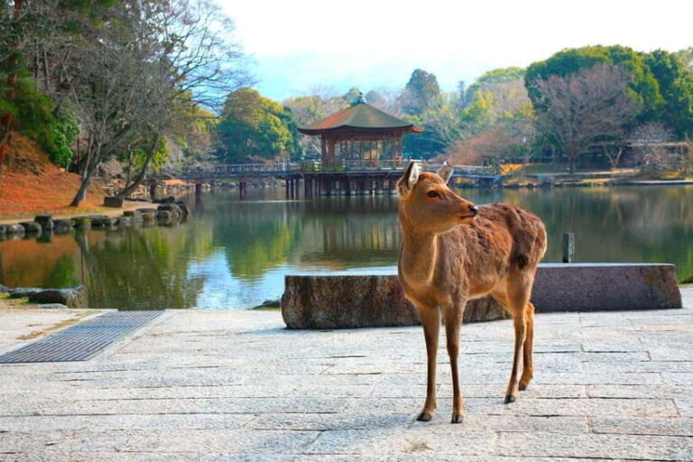 From Kyoto: Nara, Osaka & Kobe Day Trip 3 Cities in 1 Day - Transportation and Practicalities