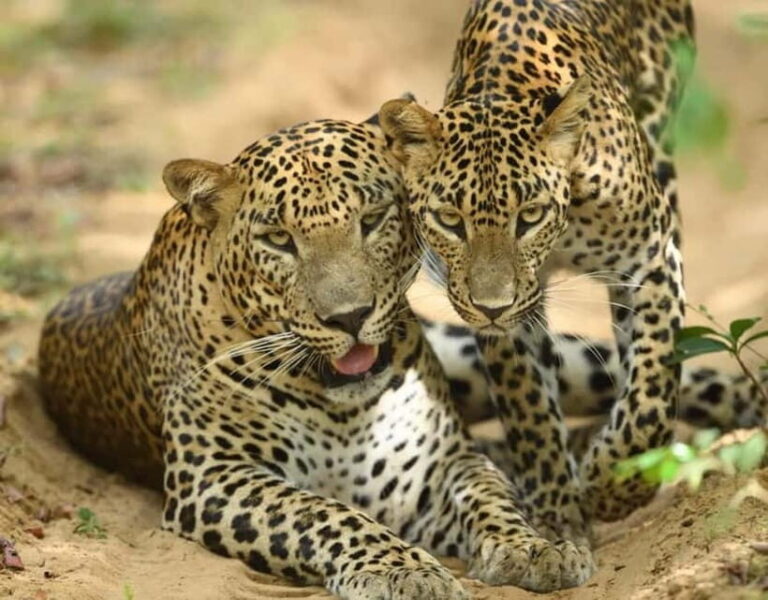 From Mirissa / Galle / Tangalle to Yala Safari & Drop- Ella - The Authentic Wildlife Encounter