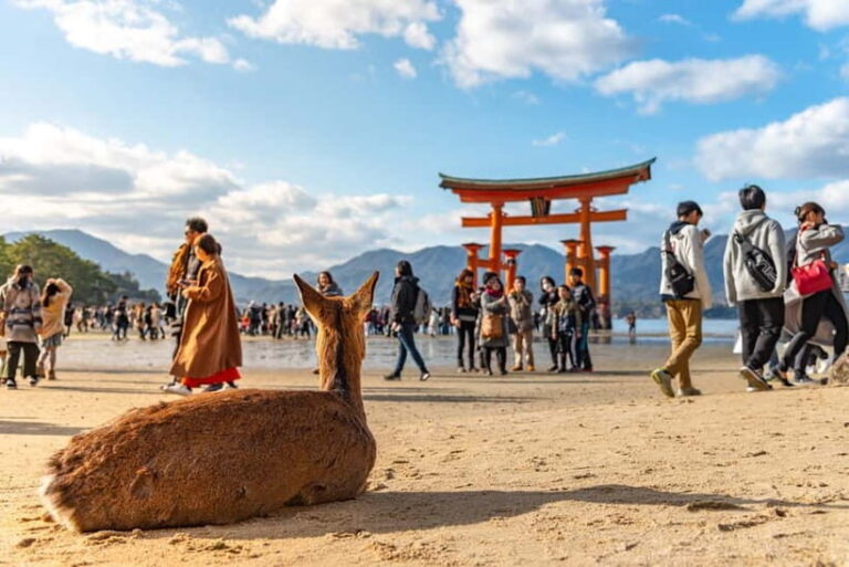 From Osaka: Hiroshima and Miyajima Day Trip by Bullet Train - Practical Details and Considerations