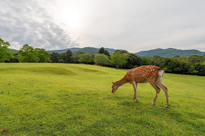 From Osaka-Kyoto: Kyoto and Nara 1Day Bus Tour - Fushimi Inari Shrine – Thousands of Torii Gates