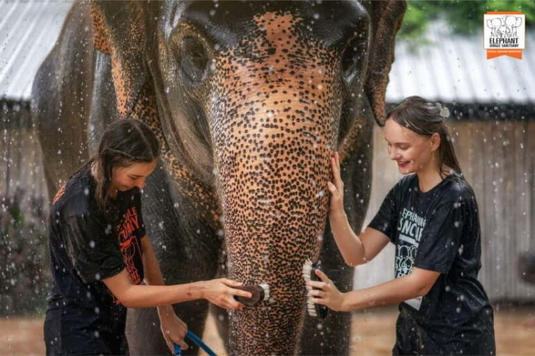 From Phuket: Elephant Jungle Sanctuary Feed and Shower Trip - Considering the Value