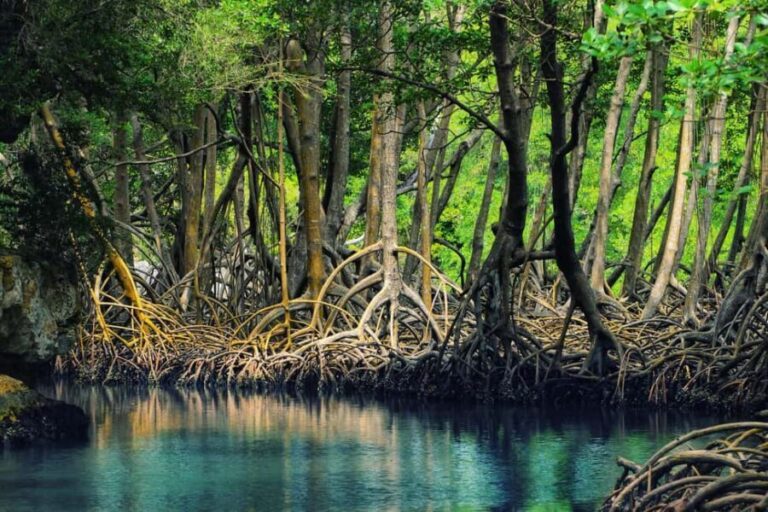 From Punta Cana: Los Haitises Guided Day Tour - An Immersive Day in Los Haitises National Park