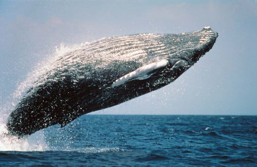 From Punta Cana: Sanctuary Whale Watching Day Trip - What Travelers Say: Authentic Perspectives