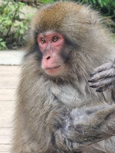 From Tokyo: Snow Monkey Private Customize Day Tour - Transportation and Comfort