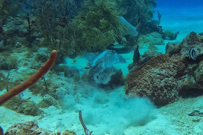 Full-Day Catalina Island Snorkeling Tour from La Romana - FAQ