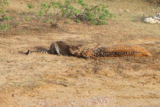 Full Day Safari ( The Best for Leopards ) in Yala - An In-Depth Look at the Safari Experience