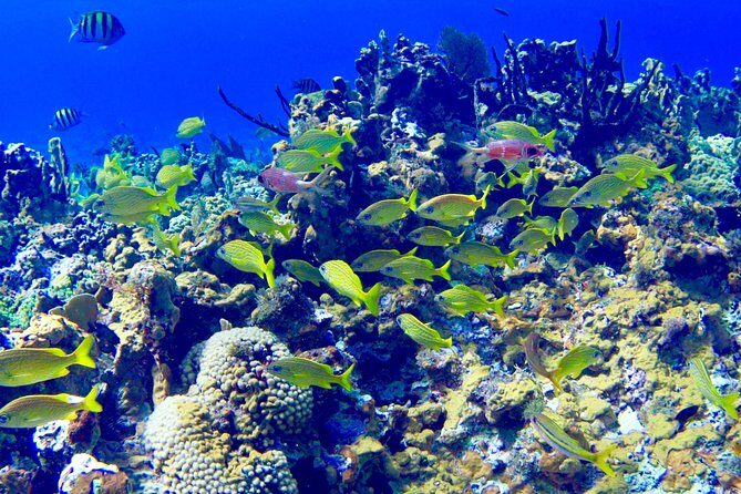 Glass Bottom Boat Ride/Snorkeling/Booby Cay Island from Negril - Practical Details and Tips