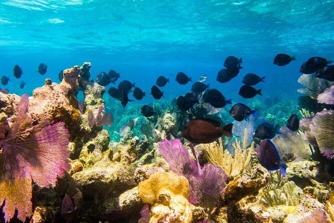 Grand Turk - Amazing Wall Snorkeling Tour - FAQ: Your Practical Questions Answered