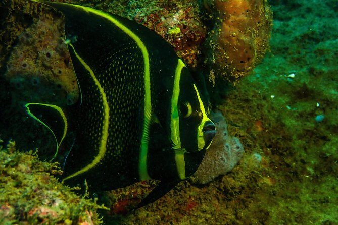 Guided Coral Reef Scuba Tour / 1 tank (Certified Divers Only) - The Personal Touch: Guides and Marine Life