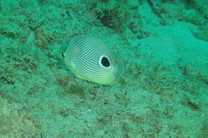 Guided Coral Reef Snorkeling Tour - FAQ