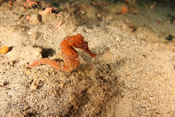Guided Shore Dive for Certified Divers with Scubaçao (2 tank) - Why Choose This Tour?