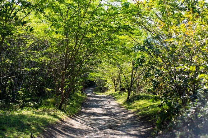 Half-Day Buggy Guided Adventure for Amber Cove and Taino Bay - What’s Included and What to Bring