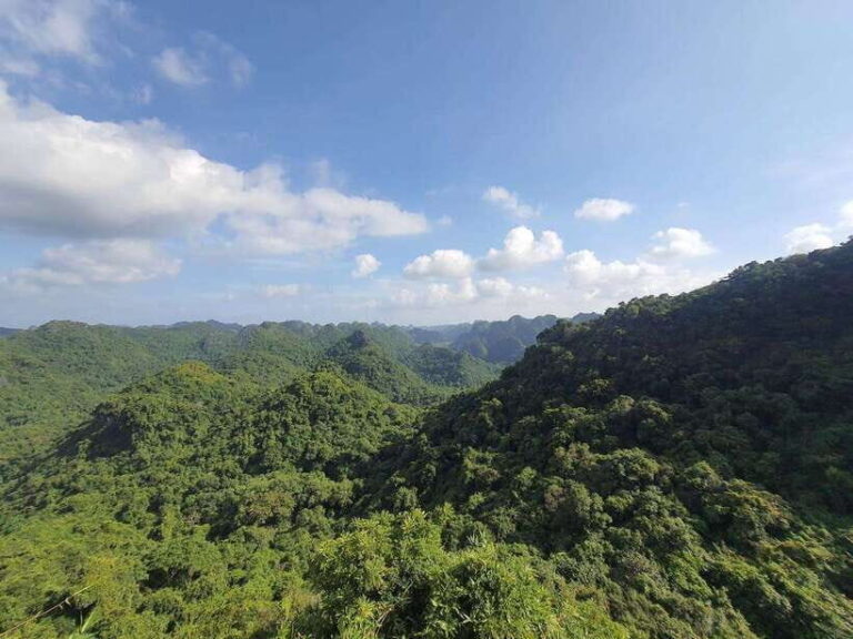 Half Day Hiking to Cat Ba National Park with a Guide - The Itinerary: A Closer Look