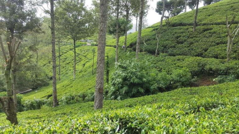 Hikkaduwa/Galle/Weligama/Mirissa: Day Trip to Ella Highlands - What the Reviews Say