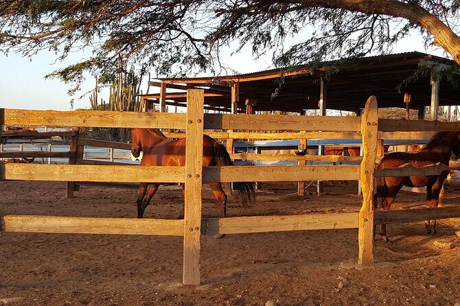 Horseback Riding Wariruri Beach Tour in Aruba - What Could Be Better?