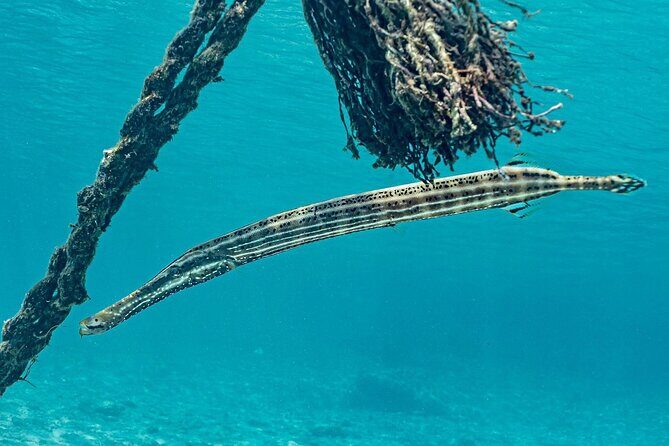 Island Treasures: Caves, Turtles and Turquoise Beach Break - A Detailed Look at the Tour Experience