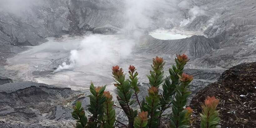 Jakarta: Volcano, Tea/Rice Fields, Hot Spring, Local Food - What Travelers Are Saying