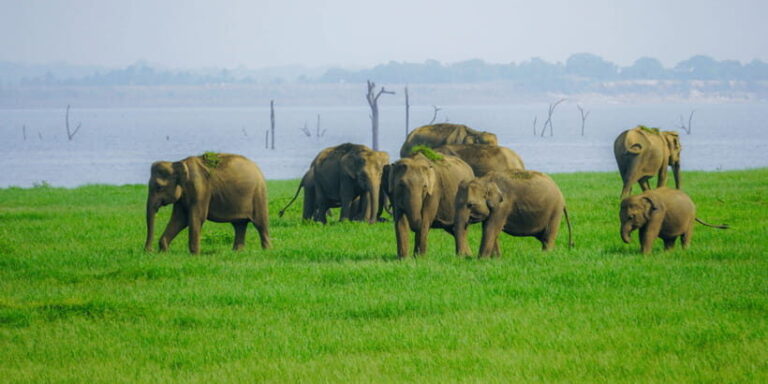 Kaudulla National Park Half Day Sri Lanka Jeep Safari - The Journey: Itinerary Breakdown
