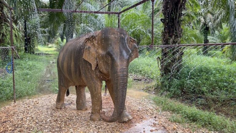 Khao Sok: Ethical Elephant Sanctuary Visit - What to Expect: A Detailed Breakdown
