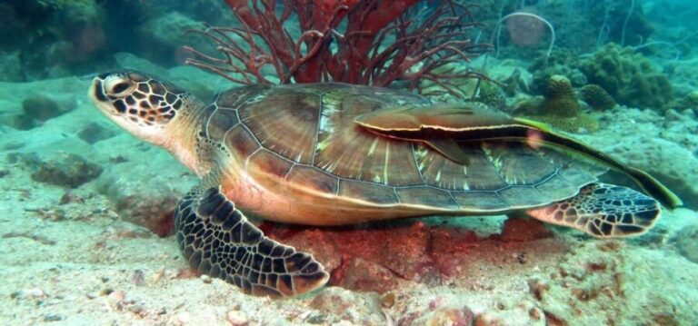 Koh Chang: Snorkeling Trip to Reefs or Wrecks with Lunch - The Snorkeling Stops: Diving Into the Details
