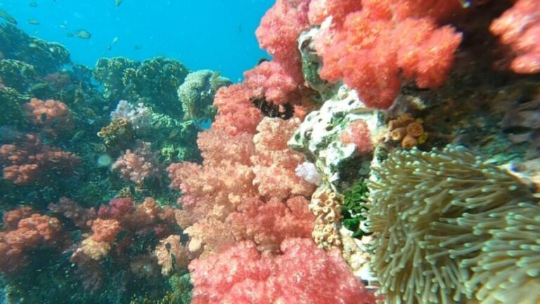 Koh Lipe: Longtail Boat Snorkeling Trip Program A - A Full Breakdown of the Itinerary and Experience